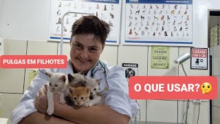 COMO ELIMINAR PULGAS EM GATOS FILHOTES [upl. by Eniretak]