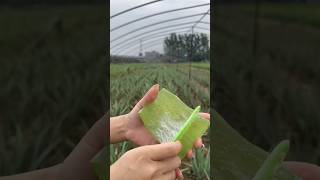 Aloe vera gel preparation from organic aloe vera plant organic aloeveragel aloevera skincare [upl. by Duggan]