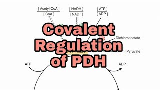 Regulation of Pyruvate Dehydrogenase PDH Part 2  Covalent Regulation  CarbohydrateMetabolism [upl. by Rehposirhc809]