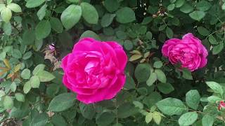 زراعة الجوري واكثاره وتطعيمه How to plant a Rose damascena and care of it [upl. by Graig803]