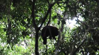 Brown howler monkey in Ilha Grande [upl. by Olumor]