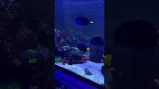 MASSIVE 500 GALLON SALTWATER FISH TANK [upl. by Parhe477]