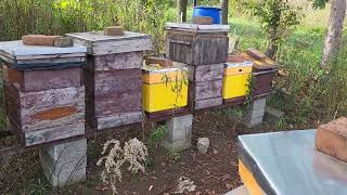 Dzień po podaniu kwasu mrowkowego Leczymy i zakarmiamy pszczoły na zimę beekeeping honey nature [upl. by Ximenes121]