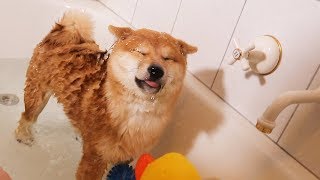 Shiba Puppys First Bath Not Happy [upl. by Kit]