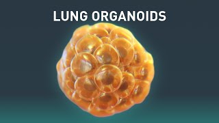 Lung Organoids  Science Animation  Medical Animation [upl. by Hteik]