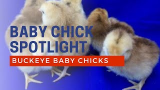 Buckeye Chicken Breed Baby Chicks  Cackle Hatchery [upl. by Teresina980]