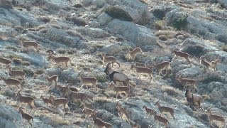 BEZOAR IBEX YABAN KEÇİSİ TEKE RECEP ECER [upl. by Auj]