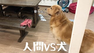 かくれんぼ対決。犬の嗅覚は人間の千倍らしいよ。知らんけど。ゴールデンレトリバーベンツ。 [upl. by Faso]