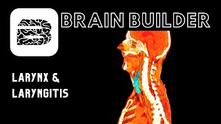 Larynx and Laryngitis  Respiratory System [upl. by Tserof]