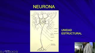 GENERALIDADES DE SISTEMA NERVIOSO [upl. by Angus]