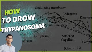 how to draw Trypanosoma [upl. by Gonagle261]