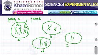 cellule diploide et cellule haploide 3eme svt tunisie [upl. by Edwards]