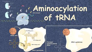 Aminoacylation of tRNA translation 101 [upl. by Kerrison]