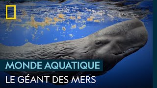 Rencontre avec un cachalot  LES SECRETS DES BALEINES [upl. by Sesilu]