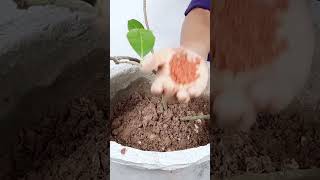 Potash Fertilizer Benefits How to Use Potash Fertilizer for Plants Potassium Fertilizershorts [upl. by Akiehsal]