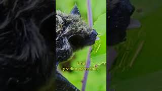 Come salvare un Pipistrello CuraDeiPipistrello ConservazioneSelvaggia AnimaliSelvatici [upl. by Iroc]