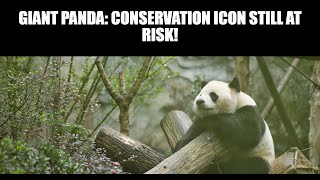 Giant Panda Conservation Icon Still at Risk [upl. by Aes]