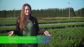 Capsule sur les Taches foliaires de lhémérocalle [upl. by Perlman]