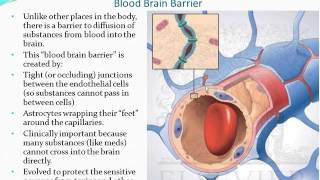 Chapter 13  The Brain and Cranial Nerves  Part 1 [upl. by Brine]