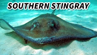 Southern Stingray Facts a WHIPTAIL RAY  Animal Fact Files [upl. by Katrina]