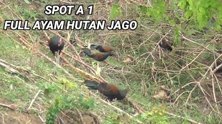 Full markasnya ayam hutan jagoSpot idamannya pemburu [upl. by Atteve]