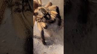 Monocentropus balfouri feeding 🕷🕸 shortvideo tarantula youtubeshorts spider shorts animals 🤩 [upl. by Yeldoow]