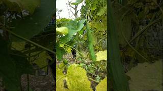 watered ridge gourd vine nature farming ridgegourd shorts [upl. by Rentschler]