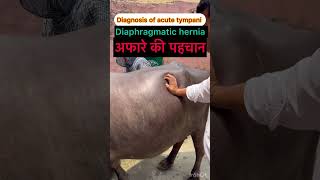 Diaphragmatic hernia l Recurrent tympani l dr Umar khan [upl. by Euqinaj]