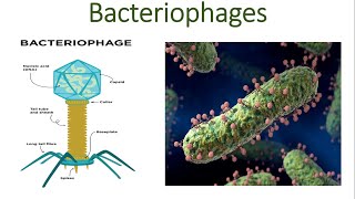 Bacteriophages The Future of Antibiotic Alternatives  Phages  Lytic cycle  Bacteria Killer [upl. by Uella533]