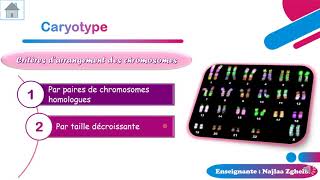 Activité 2 caryotype humain  partie 2 Bio EB9 [upl. by Schwitzer]