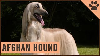 Afghan Hound  Dog Breed Information [upl. by Letta]