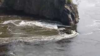 Reversing Falls St John NB Bay of Fundy [upl. by Enitsenre]