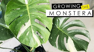 MONSTERA DELICIOSA CARE  GROW WITHOUT SOIL FERTILIZER amp DEALING WITH ROOT ROT [upl. by Osbert]