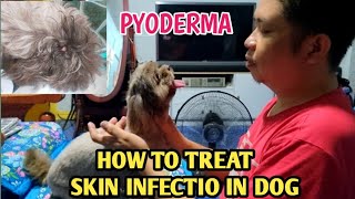 Pyoderma Skin Infection in Dogs Treatment Bacterial Infection [upl. by Spillihp]