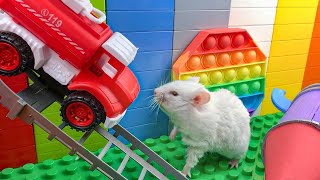 The Best Hamster Challenges 118  Hamster Escapes from the Most Amazing Mazes 🐹 Mr Hamster [upl. by Renckens]