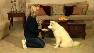 How to Train Your Dog to Shake Hands For Dummies [upl. by Cestar]