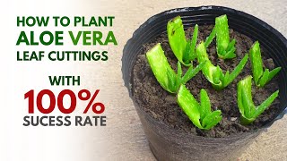 How To Plant Aloe vera from Leaf Cuttings [upl. by Kern761]