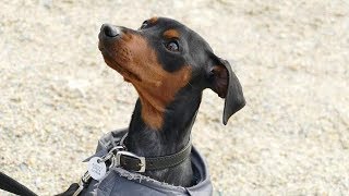 doberman pinscher real barking sound  Dog show [upl. by Aidul95]