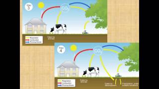 Carbon Cycle for iGCSE Biology [upl. by Ozner]