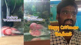 Flower horn swim bladder Disease cured with Fish Dr medicines [upl. by Elac]