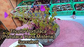 289 Beautiful Portulaca Succulent Plant Propagation  Care tips l Succulent Davao [upl. by Avivah271]