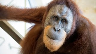 Orangután imita por primera vez sonidos vocálicos humanos [upl. by Eisej]