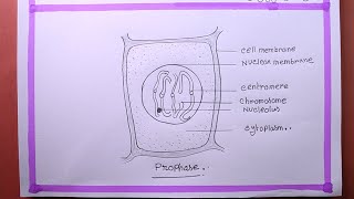 How To Draw Prophase [upl. by Yendis638]