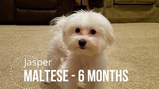 6 Month Maltese puppy doing some tricks [upl. by Dnalerb]