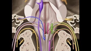 Cranial nerves IX X XI amp XII [upl. by Naitsabas]