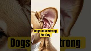 Dogs Can Hear 4 Times Better Than Us dogs cutedog cute [upl. by Nahseez]