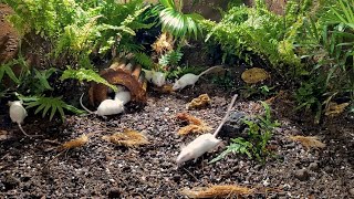 8 Hour Cat TV to Watch 🐭🐹🐁 Mouse squabble playing hide and seek for food 🐹🐁 Cat Tv Mouse [upl. by Michon961]