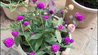 Gomphrena plant…Varsha Sheth [upl. by Croteau]