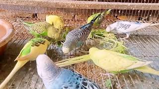 Beautiful Parakeets  birds parrots birdslover [upl. by Turpin944]