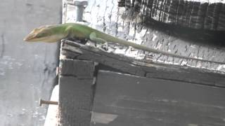 Male Green Anole showing his courtship display dewlap Fuji HS25EXR 720p [upl. by Rickert]